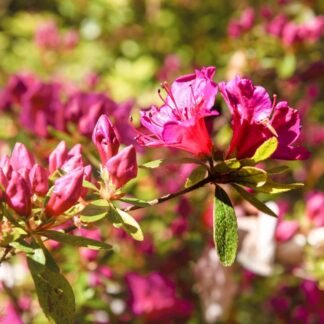 Pink Azalea Blossoms in Sunlit Spring Garden