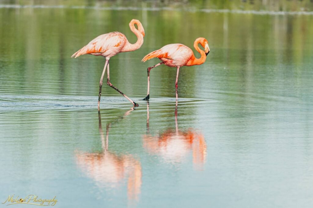 Two Pink Flamingos Wading in Turquoise Lagoon Waters — Fine art canvas print by Naomi McLeod
