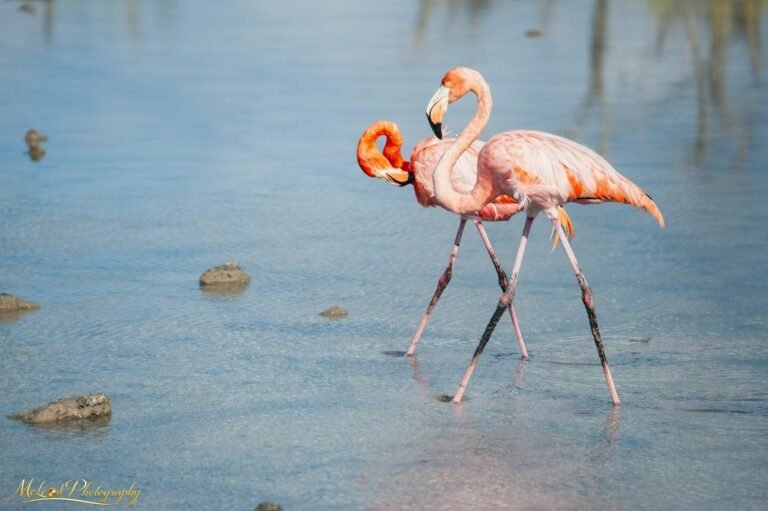 Elegant Pink Flamingos Wading in Tranquil Blue Lagoon