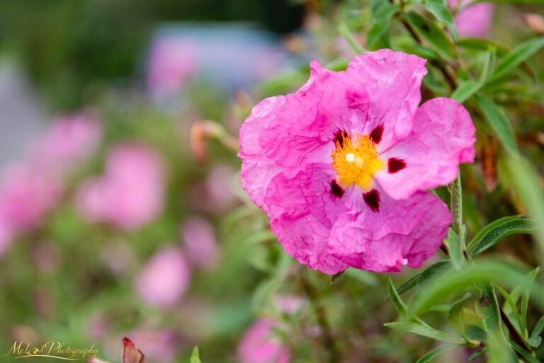 Pink Rock Rose Flower with Golden Center Fine Art Print