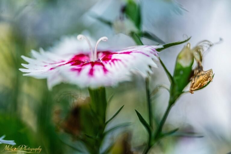 Delicate Pink and White Dianthus Flower Fine Art Print