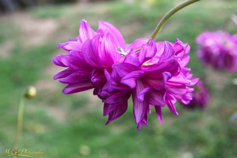 Vibrant Purple Dahlia Bloom Fine Art Floral Photography