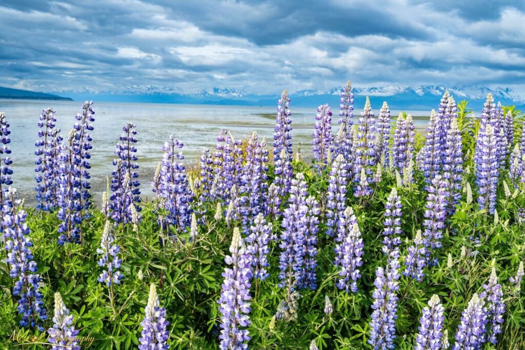 Purple Lupine Wildflowers Along Iceland Coast with Mountains — Fine art canvas print by Naomi McLeod