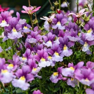 Purple Nemesia Flowers in Full Bloom Garden Fine Art Print