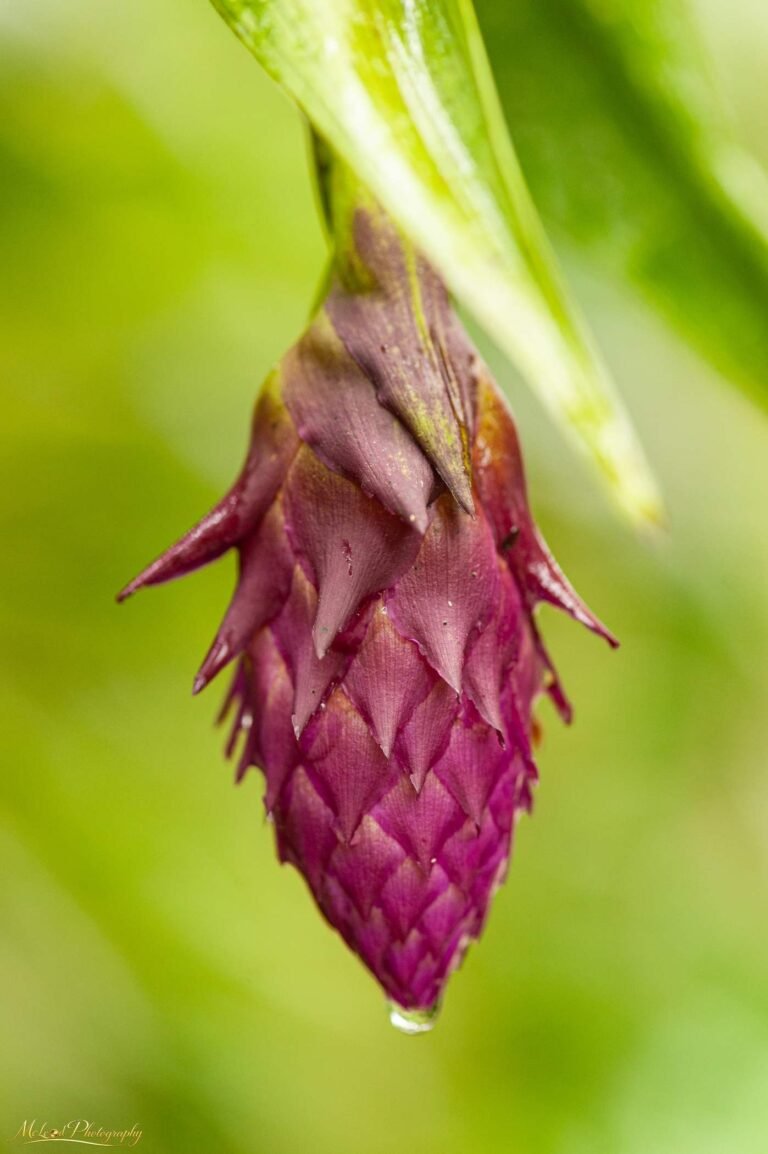 Purple Pine Cone Ginger Bud with Morning Dewdrop