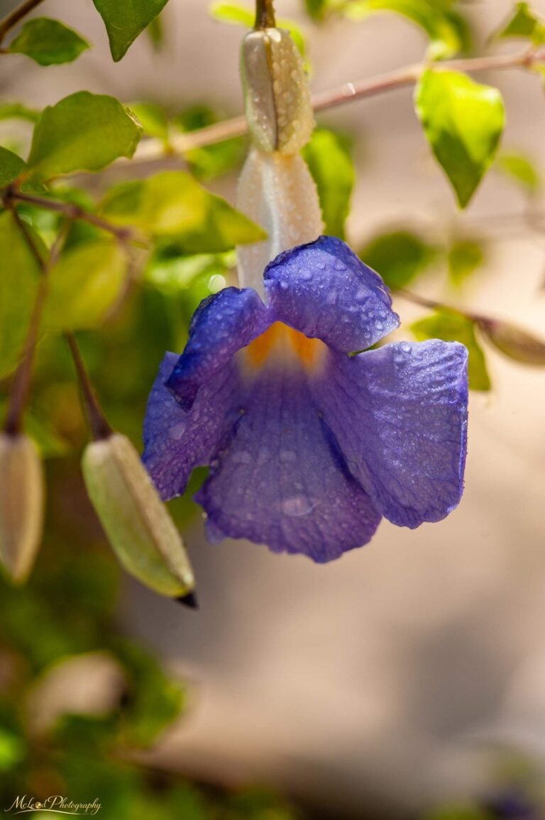 Purple Thunbergia Bloom with Morning Dew Drops