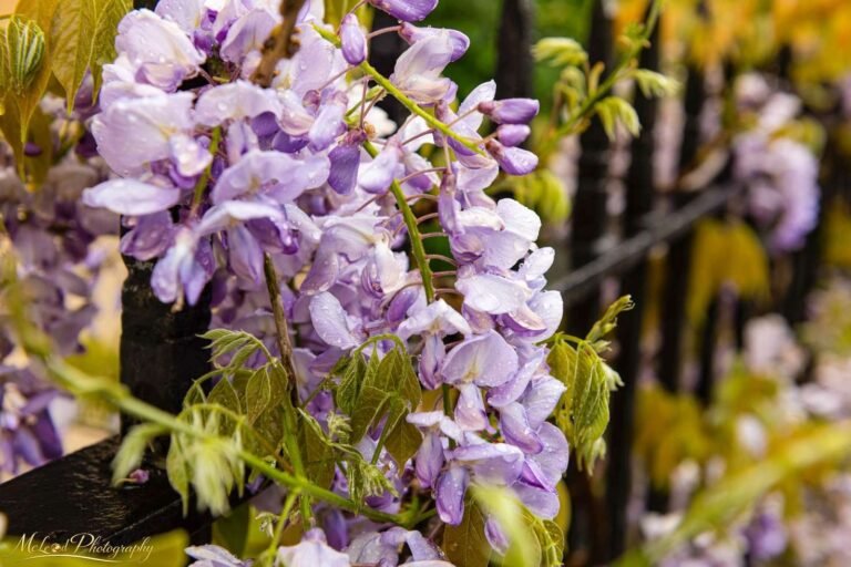 Rain-Kissed Wisteria Cascading Over Iron Garden Fence
