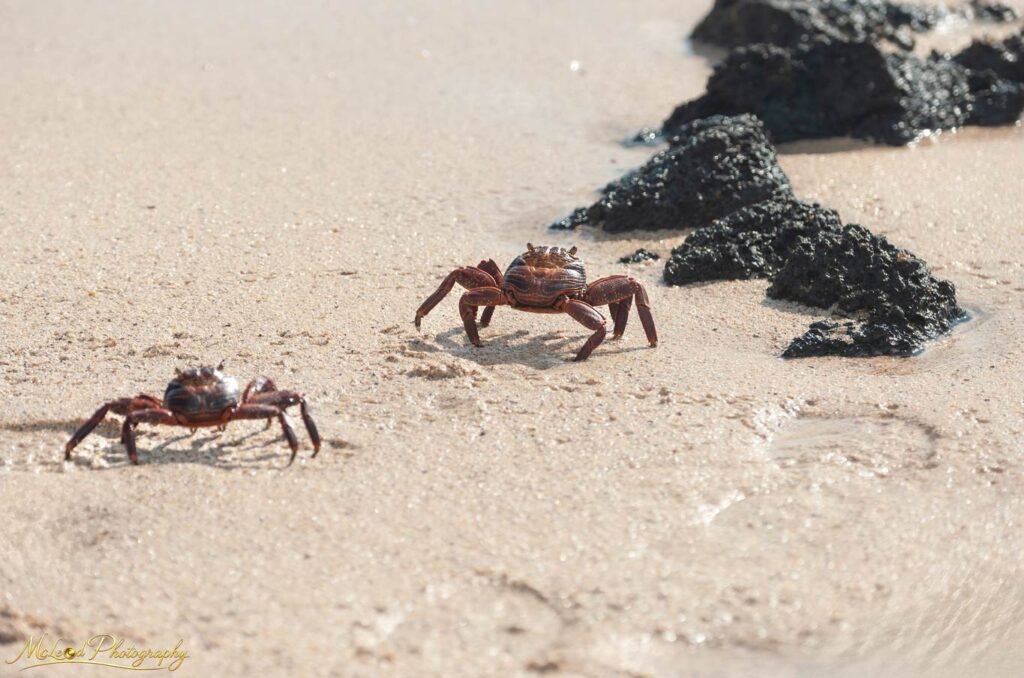 Red Crabs on Sandy Beach with Volcanic Rocks Coastal Art — Fine art canvas print by Naomi McLeod