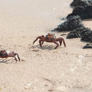 Red Crabs on Sandy Beach with Volcanic Rocks Coastal Art