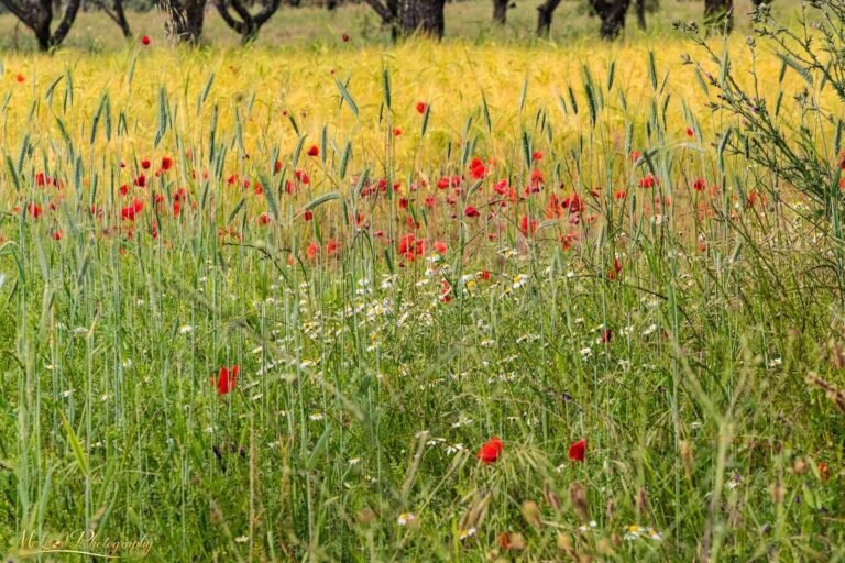 Red Poppies in Golden Wheat Field Mediterranean Summer