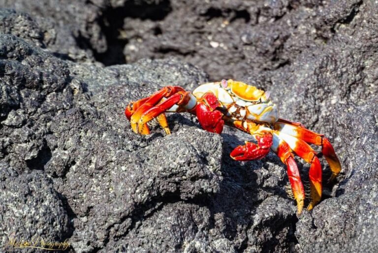 Sally Lightfoot Crab on Volcanic Rocks Galapagos Islands