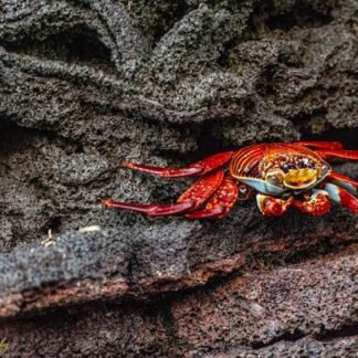 Sally Lightfoot Crab on Volcanic Rock Galapagos Wildlife