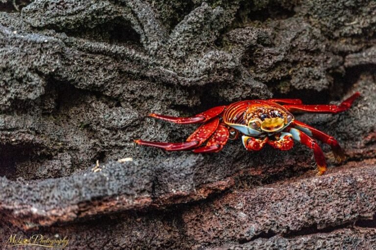 Sally Lightfoot Crab on Volcanic Rock Galapagos Wildlife