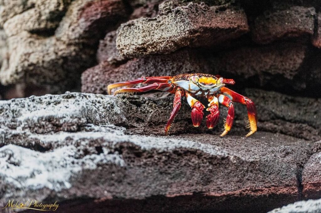 Sally Lightfoot Crab on Volcanic Rocks Galapagos Islands — Fine art canvas print by Naomi McLeod