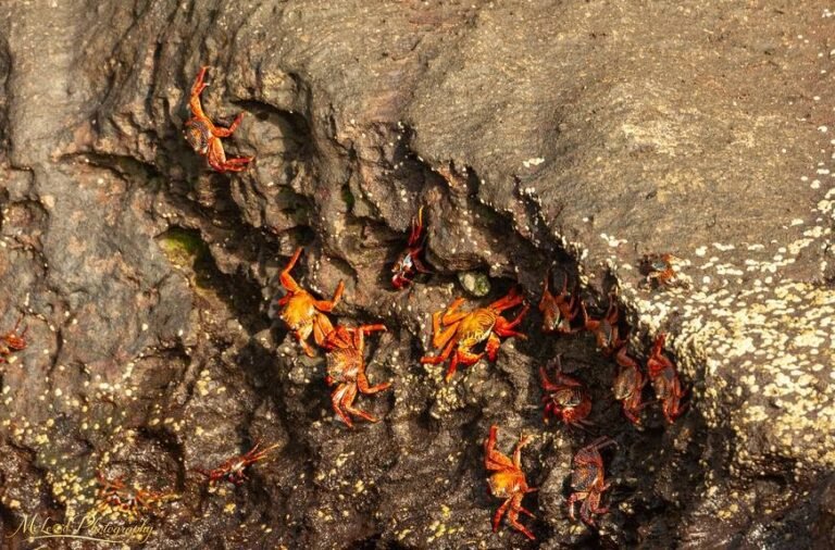 Sally Lightfoot Crabs on Volcanic Rock Galapagos Islands