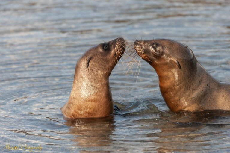 Two Sea Lions Sharing a Kiss in Golden Light