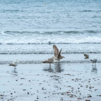 Seagulls on Misty Beach with Ocean Waves Fine Art Print