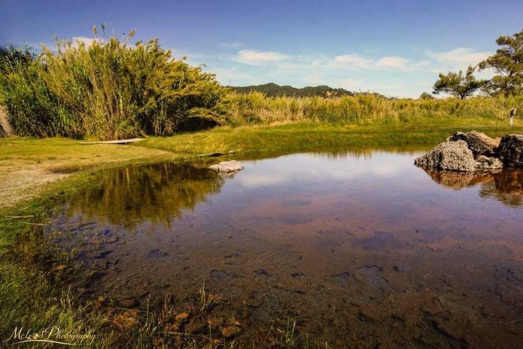 Tranquil Pond with Sky Reflections and Golden Reeds — Fine art canvas print by Naomi McLeod
