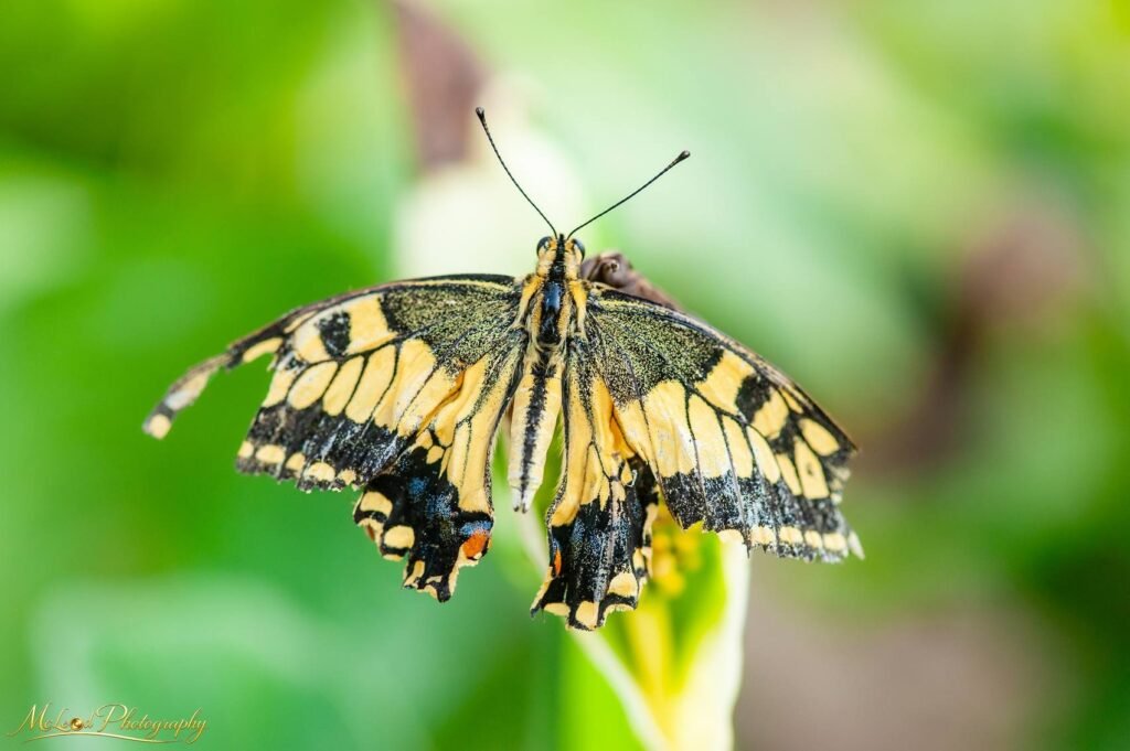 Swallowtail Butterfly Wings Spread on Green Garden Bokeh — Fine art canvas print by Naomi McLeod
