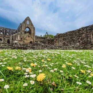 Tintern Abbey Ruins with Spring Daisies Wales Fine Art Print