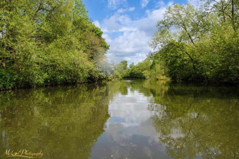 Serene River Reflections Through Lush Green Woodland
