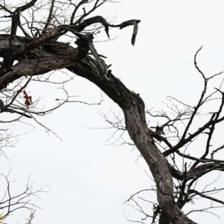 Gnarled Winter Tree Branches Against Pale Sky Wall Art