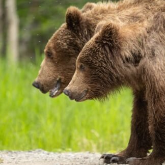 Two Brown Bears Walking Together - Wild Grizzly Portrait