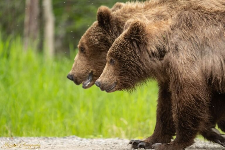 Two Brown Bears Walking Together – Wild Grizzly Portrait