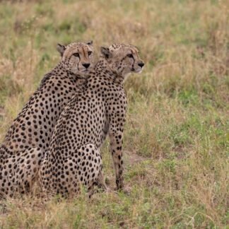 Two Cheetahs Sitting Together in African Savanna Grassland