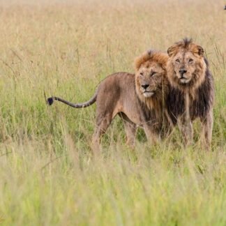 Two Male Lions in African Savanna Golden Grasslands