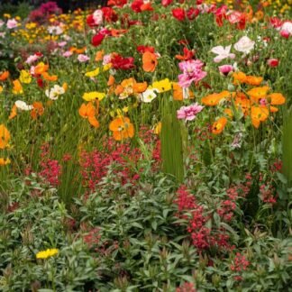 Colorful Poppy Wildflower Meadow Garden Fine Art Print
