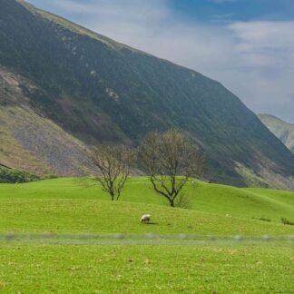 Welsh Mountain Pasture with Grazing Sheep Fine Art Print