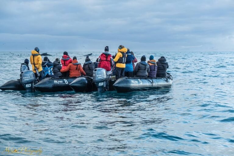 Arctic Whale Watching Expedition Zodiac Boats Ocean Adventure