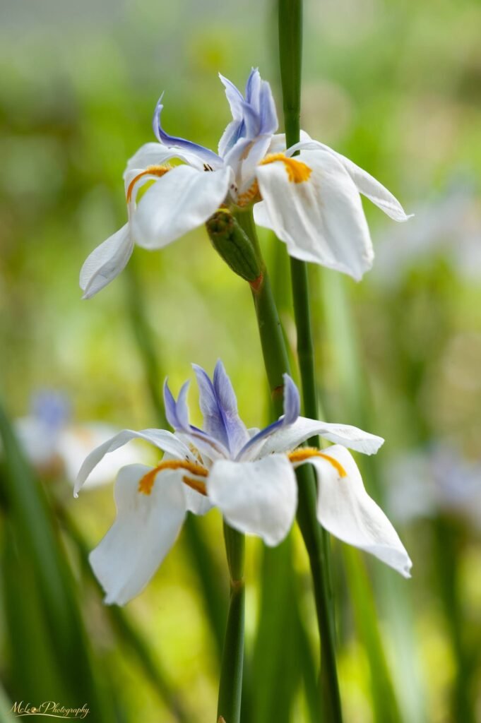White African Iris Flowers with Delicate Blue and Orange Accents — Fine art canvas print by Naomi McLeod