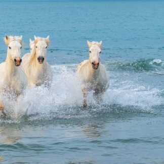 White Camargue Horses Galloping Through Mediterranean Surf