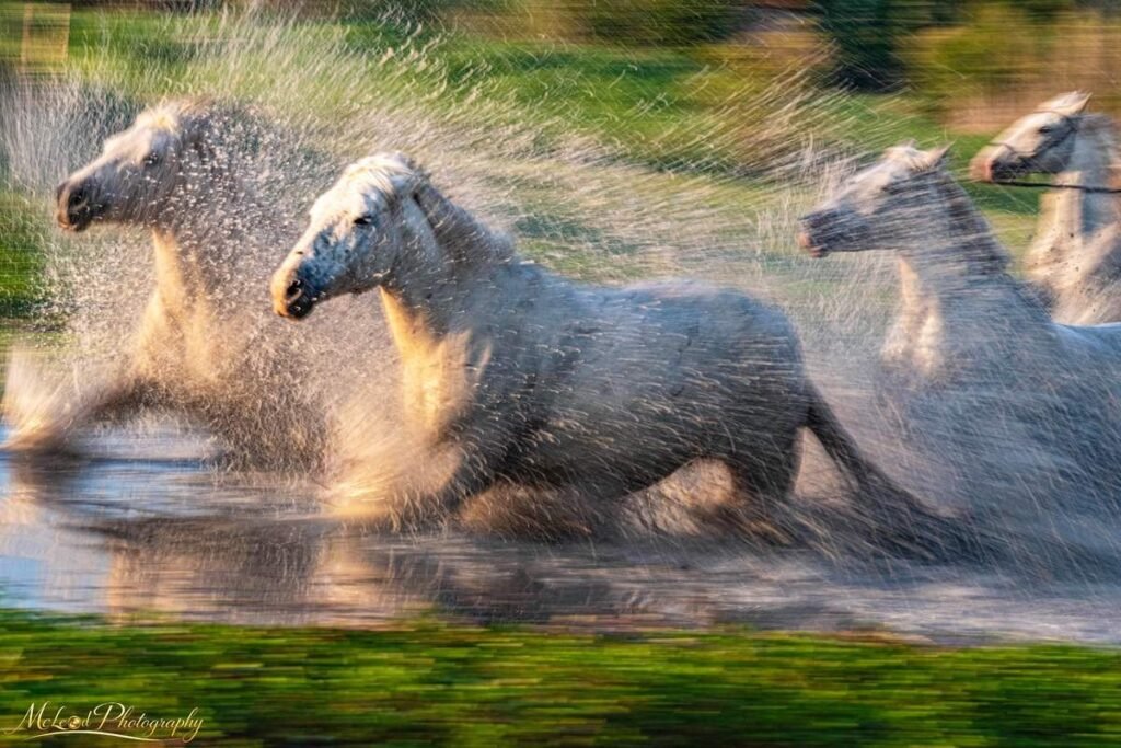 Wild Camargue Horses Galloping Through Water at Golden Hour — Fine art canvas print by Naomi McLeod