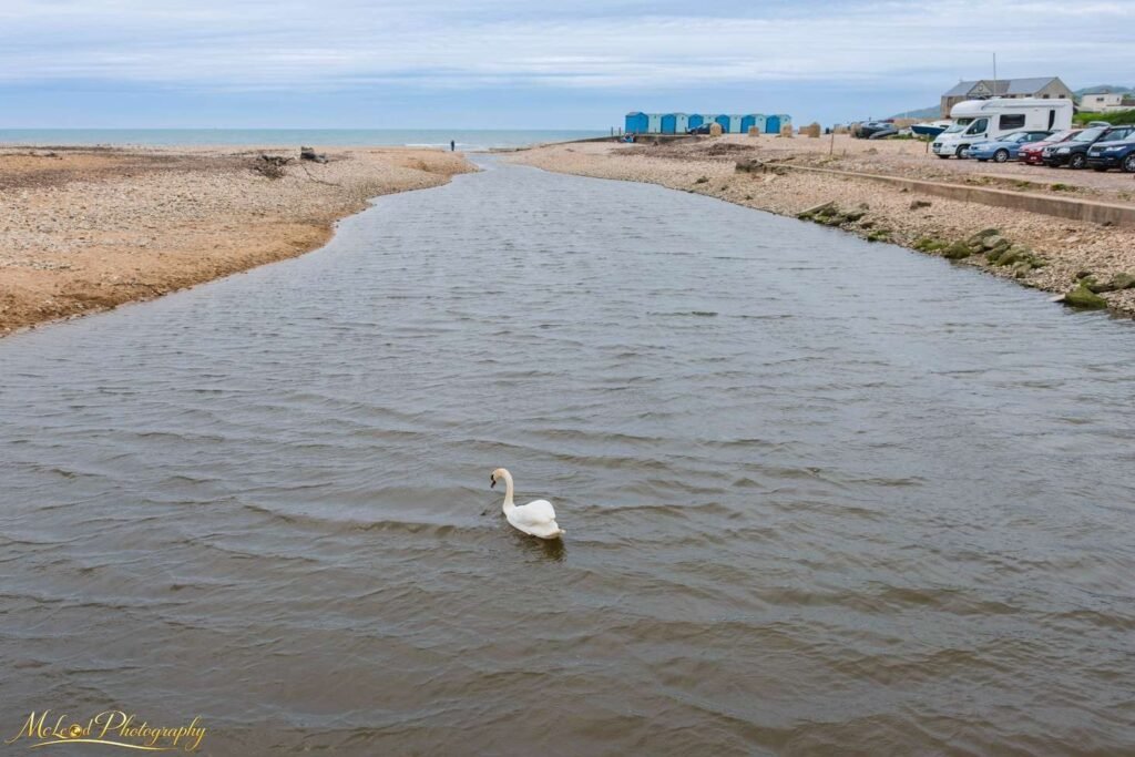 Elegant White Swan on Coastal Estuary English Seaside — Fine art canvas print by Naomi McLeod