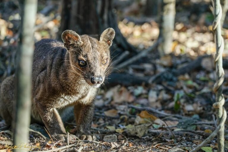 Wild Fossa in Madagascar Rainforest – Rare Predator Portrait