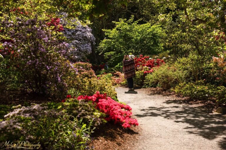 Woman Walking Through Blooming Rhododendron Garden Path