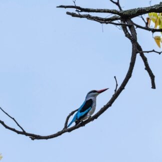Woodland Kingfisher on Curved Branch African Wildlife Art