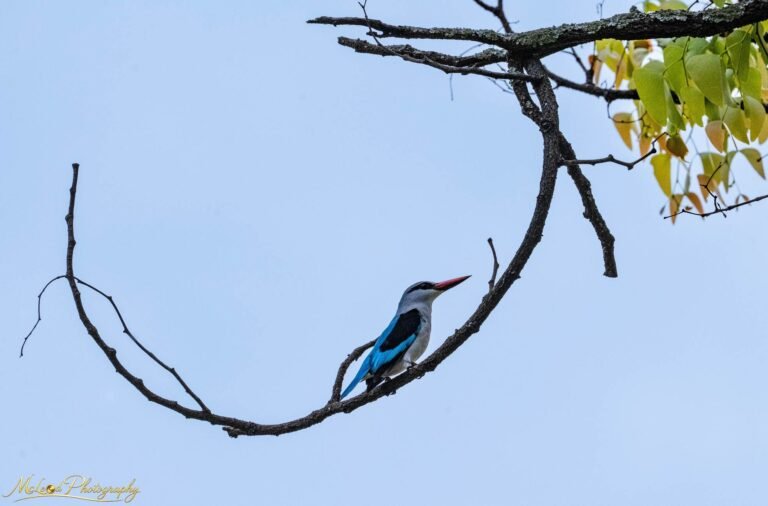 Woodland Kingfisher on Curved Branch African Wildlife Art