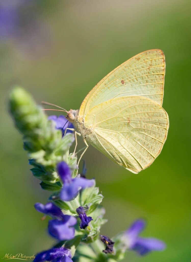 Yellow Sulphur Butterfly on Purple Salvia Flower Macro Art — Fine art canvas print by Naomi McLeod