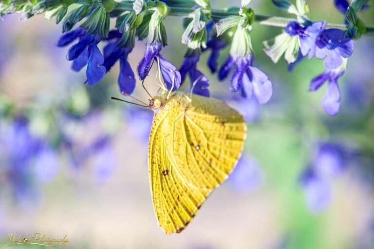 Yellow Sulphur Butterfly on Purple Salvia Flowers
