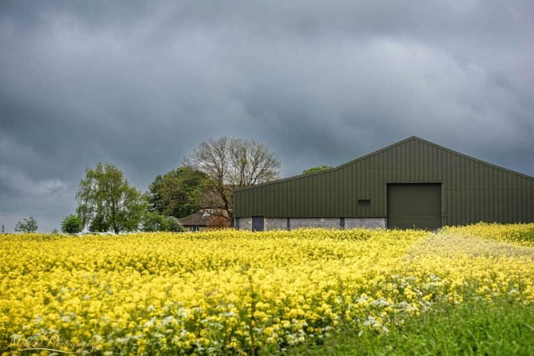 Golden Rapeseed Fields Under Moody English Skies