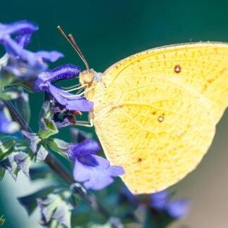 Yellow Sulphur Butterfly on Purple Salvia Fine Art Print