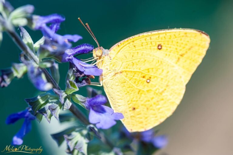 Yellow Sulphur Butterfly on Purple Salvia Fine Art Print