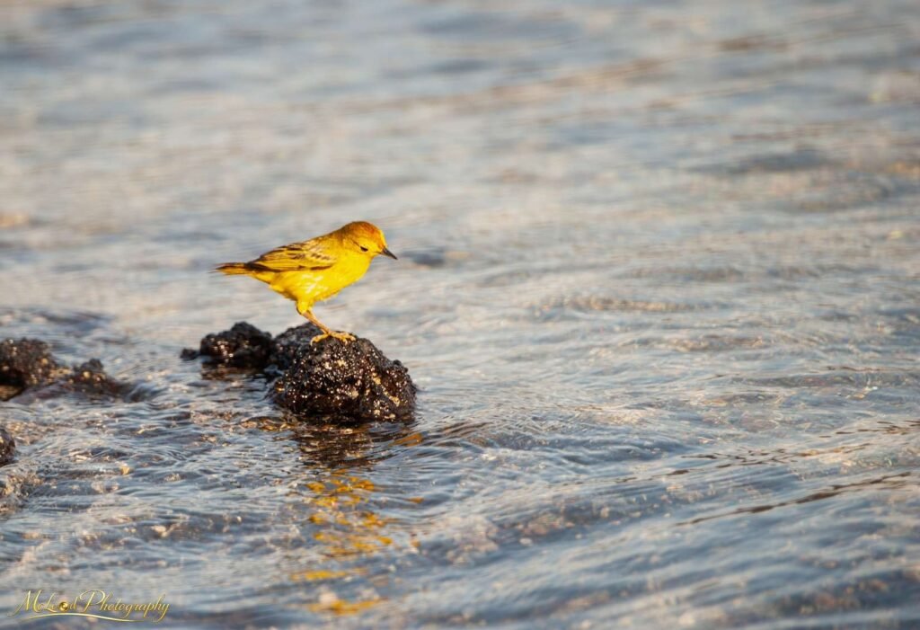 Yellow Warbler on Volcanic Rock in Golden Galapagos Light — Fine art canvas print by Naomi McLeod